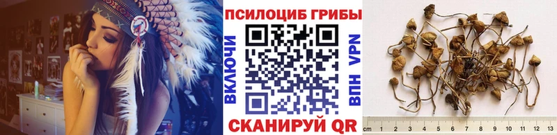 Купить где  Нижний Новгород  Псилоцибиновые грибы GOLDEN TEACHER 